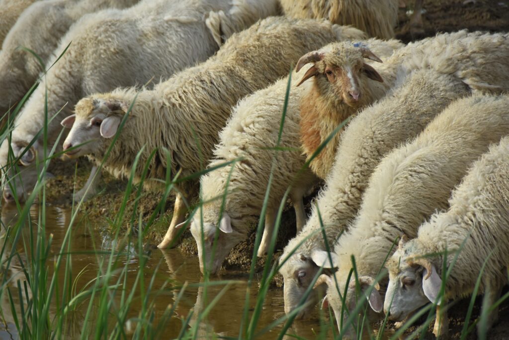 Jura-Schafe trinken Wasser