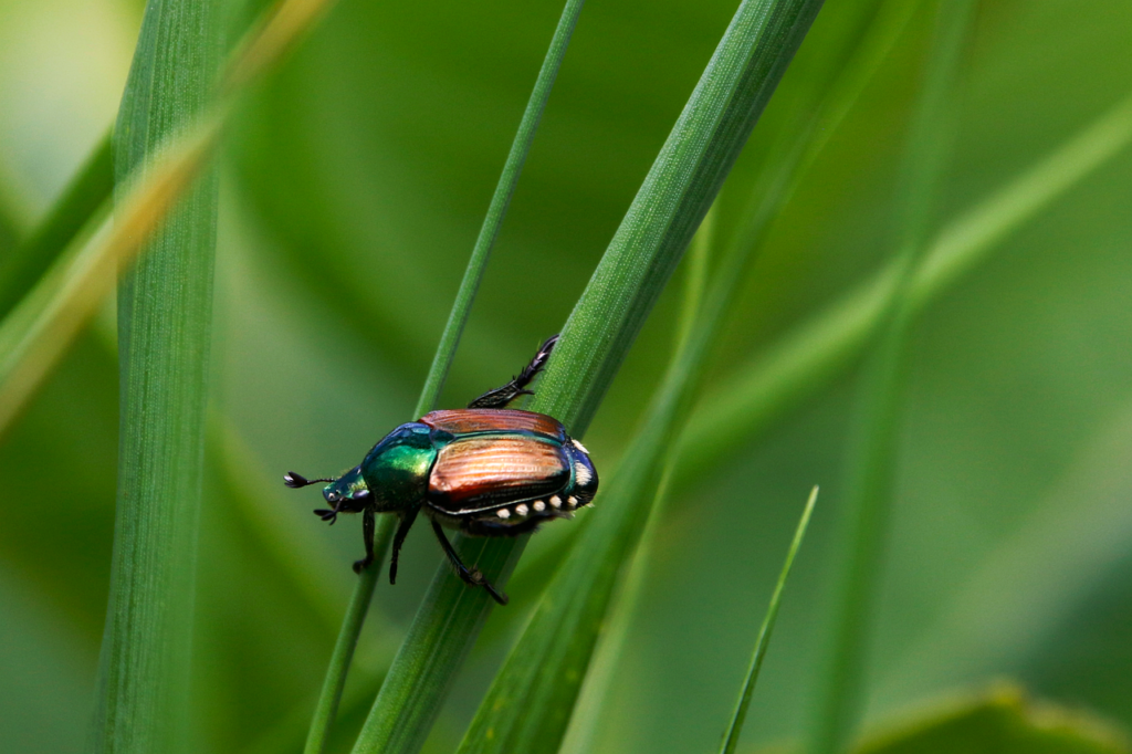 Ein Japankäfer sitzt auf einem Blatt in einem Garten, in dem wegen der Befallszone strenge Japankäfer-Gartenregeln gelten – Foto: rfotostock / Pixabay