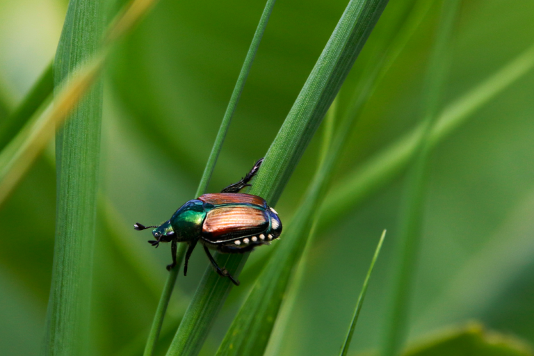 Ein Japankäfer sitzt auf einem Blatt in einem Garten, in dem wegen der Befallszone strenge Japankäfer-Gartenregeln gelten – Foto: rfotostock / Pixabay