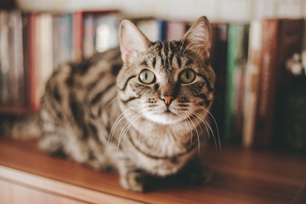Ein Beutel Katzenfutter liegt im Supermarktregal, während Fressnapf wegen Grätenfragmenten einen Rückruf startet – Foto: mermaidtoon / Pixabay