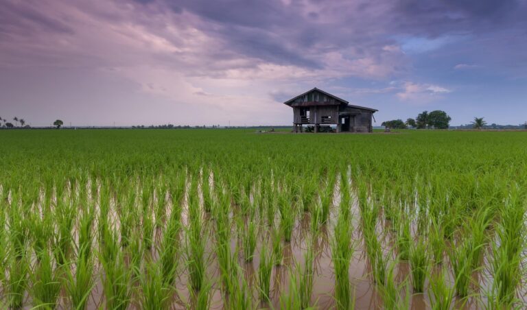 Eine Packung roter Reis liegt auf einer Küchenarbeitsplatte, wie sie vom Go-Asia-Rückruf betroffen ist – Foto: Pexels / Pixabay