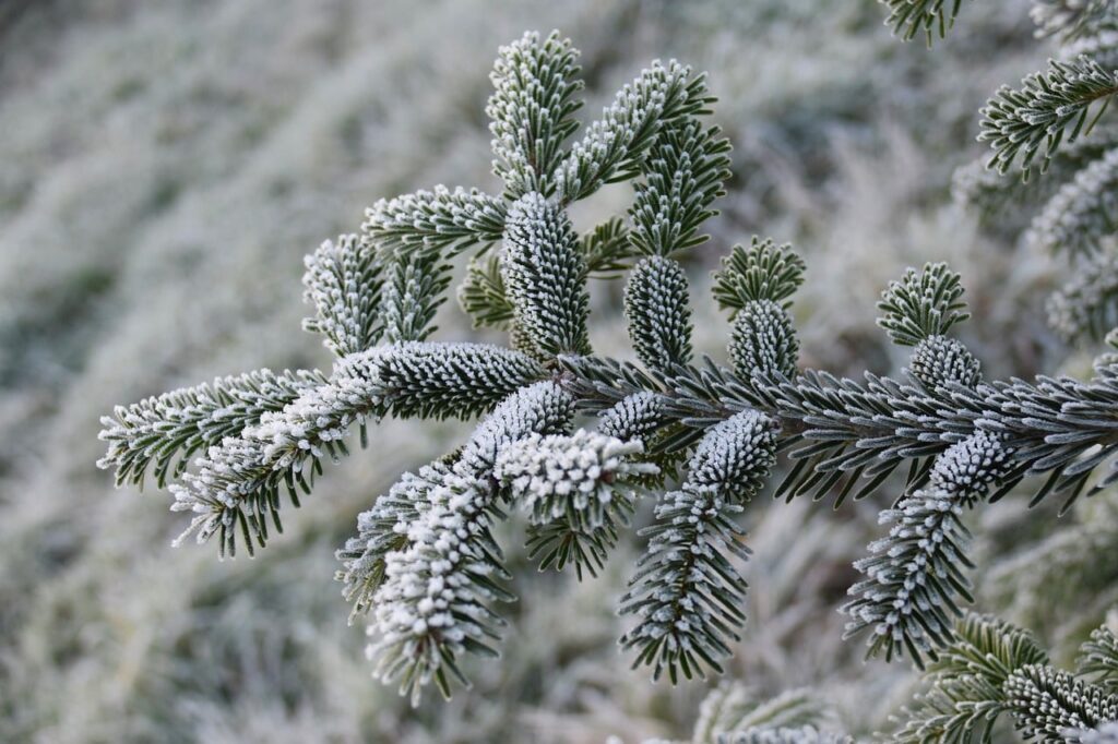 Verschneite Tannenzweige und ein Gartenzaun zeigen, wie sich Schnee zu Weihnachten in diesem Winter anfühlen könnte – Foto: JACLOU-DL / Pixabay