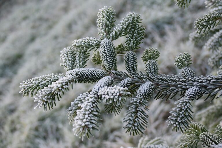 Verschneite Tannenzweige und ein Gartenzaun zeigen, wie sich Schnee zu Weihnachten in diesem Winter anfühlen könnte – Foto: JACLOU-DL / Pixabay
